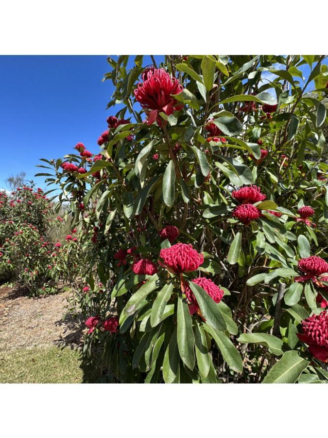 Valley Of The Waters B&B Wentworth Falls Εξωτερικό φωτογραφία