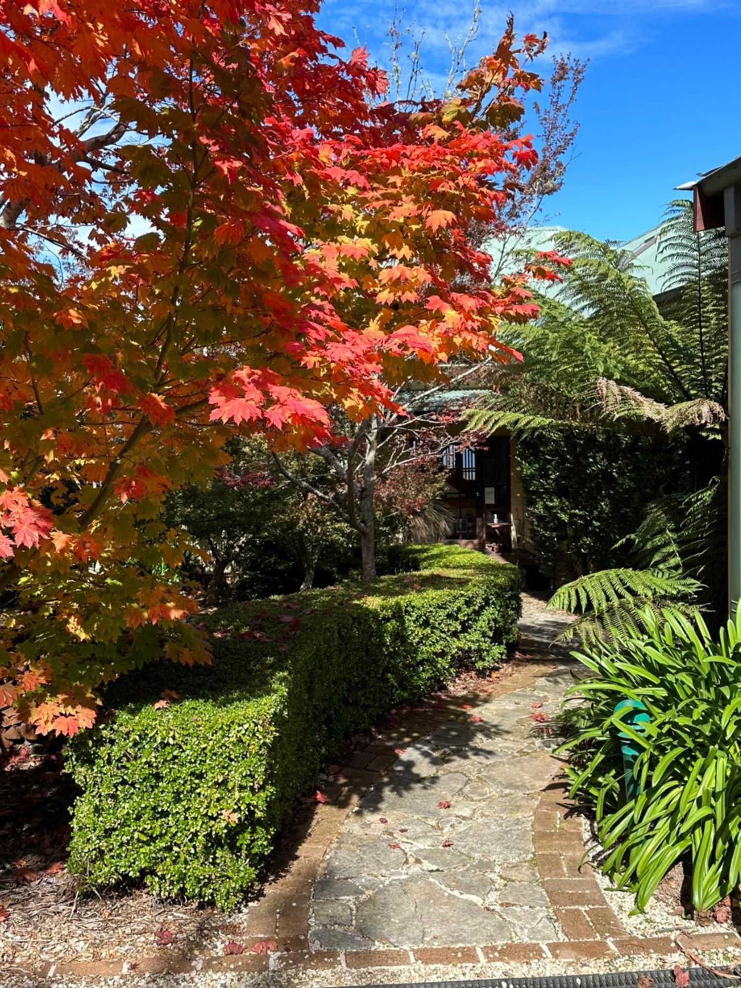 Valley Of The Waters B&B Wentworth Falls Εξωτερικό φωτογραφία