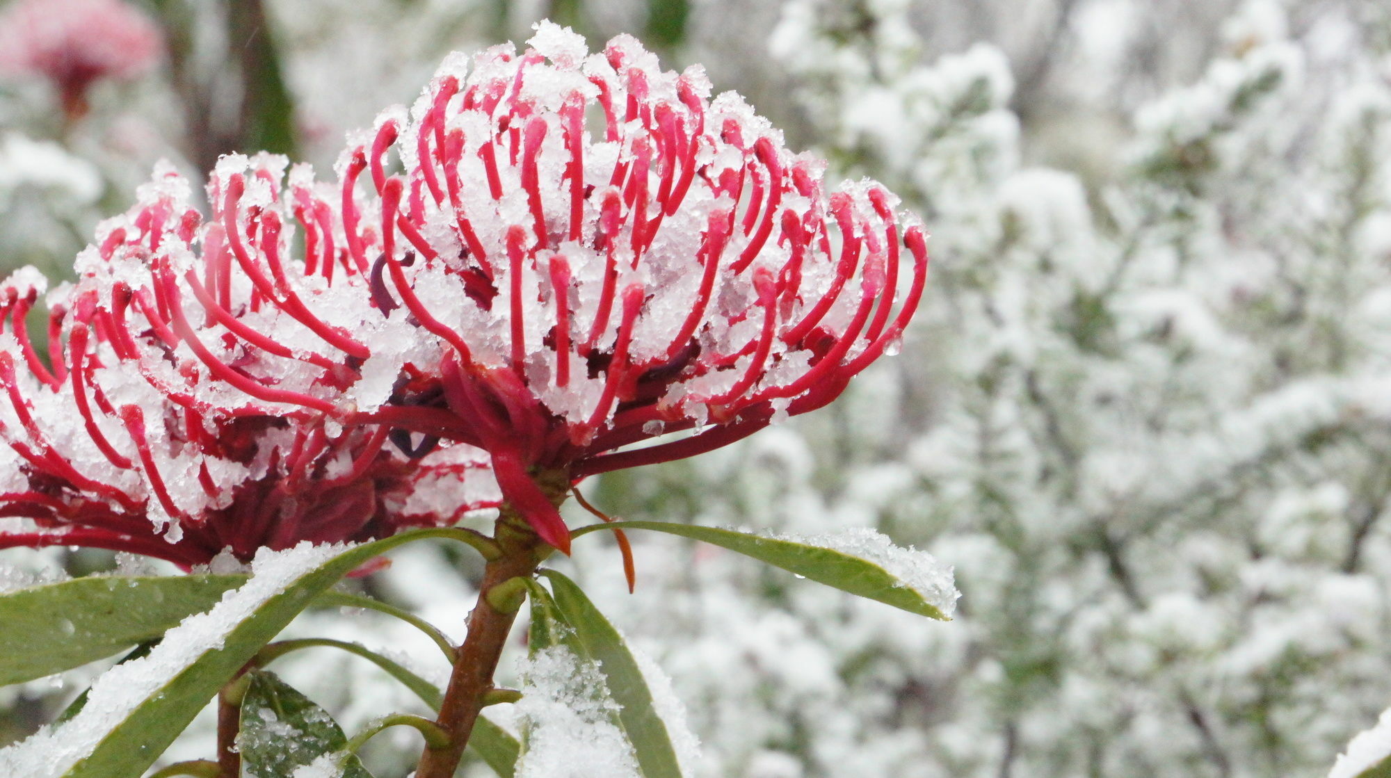 Valley Of The Waters B&B Wentworth Falls Εξωτερικό φωτογραφία